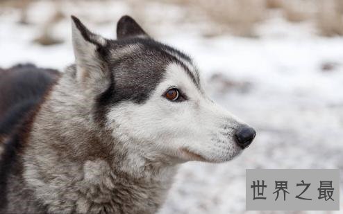 你以为雪橇三傻是拉雪橇的，不，他们是拆迁队