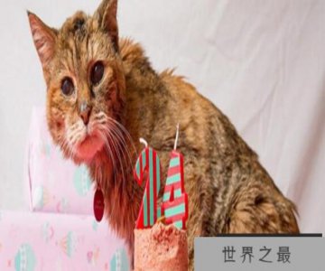 ​世界上最长寿的猫