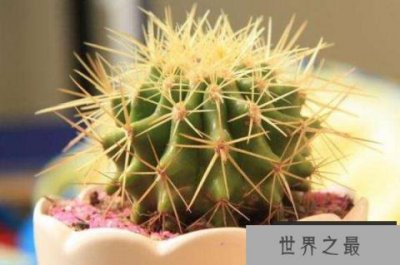 ​十大容易养活的室内植物 富贵椰子上榜，第一原产于阿根廷