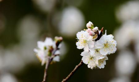 花卉植物樱花和樱桃的区别