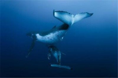 ​地球上10大深海鱼类：仿鲸科榜上有名，你认识几种？