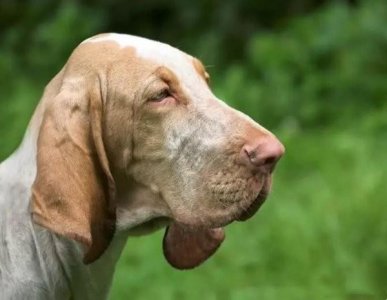 ​什么狗嗅觉最灵敏？世界上嗅觉最灵敏的十种狗