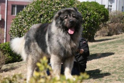 ​世界10大凶猛的护卫犬，高加索犬位列第一