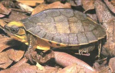 ​世界上最稀有的八大名龟，排名第一想不到是它