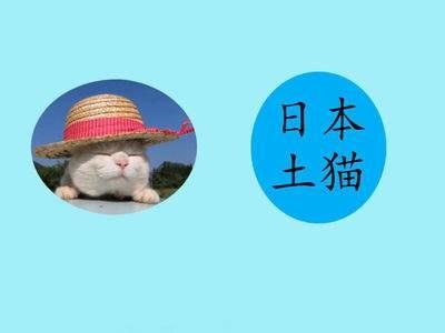 日本土猫：日本田园猫，哈欠连天迷之睡姿